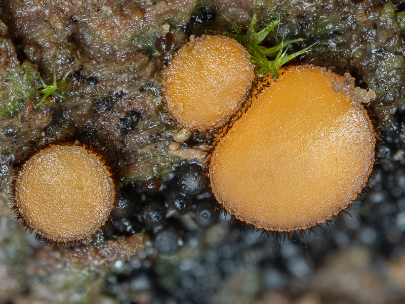 Scutellinia cejpii